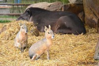 /album/fotogalerie-zoo-dvorec-u-borovan-park-exotickych-zvirat/dvorec-u-borovan-zoo2288-jpg/